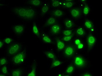 DR1 Antibody
