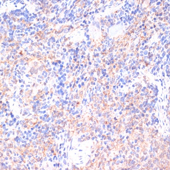 COX IV Antibody