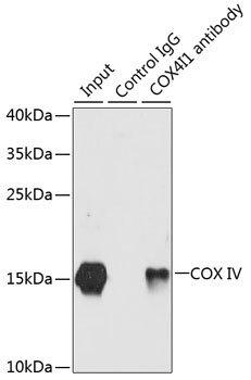 COX IV Antibody