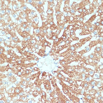 SLC39A4 Antibody