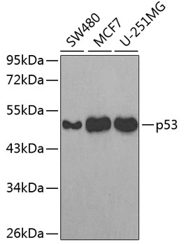 p53 Antibody