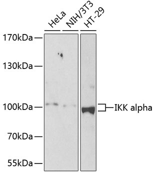 IKK alpha Antibody