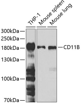 CD11B Antibody