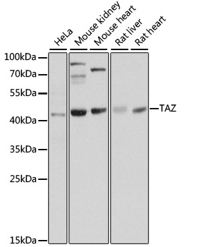 TAZ Antibody