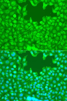 TAZ Antibody