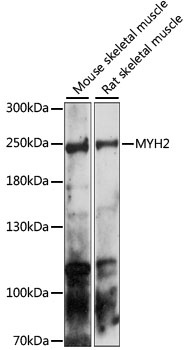 MYH2 Antibody