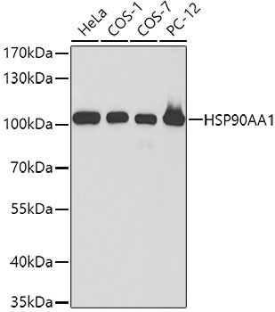 HSP90AA1 Antibody