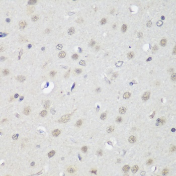 CTCF Antibody