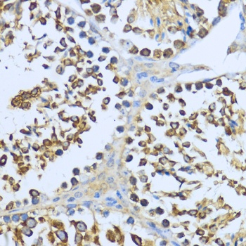 HSP90AA1 Antibody