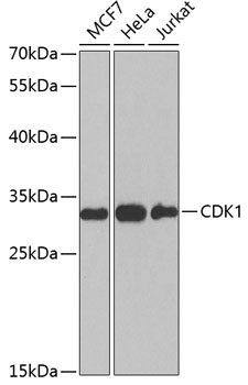 CDK1 Antibody