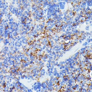 Iba1 Antibody
