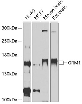 GRM1 Antibody