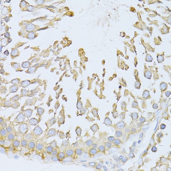 GRP78 / BiP Antibody