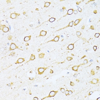 GRP78 / BiP Antibody