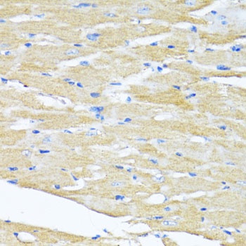 HSD17B1 Antibody