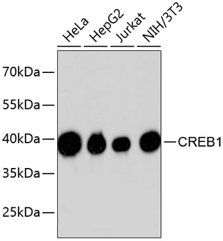 CREB1 Antibody [E0D3]