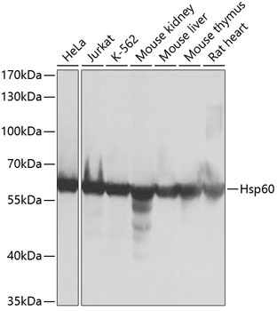 Hsp60 Antibody