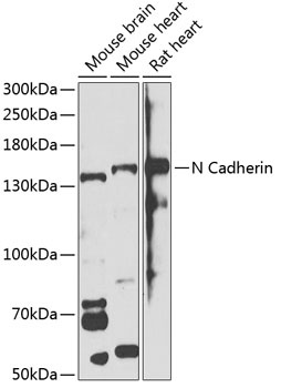 N Cadherin Antibody