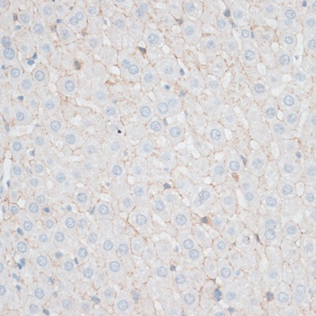 N Cadherin Antibody