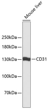 CD31 Antibody