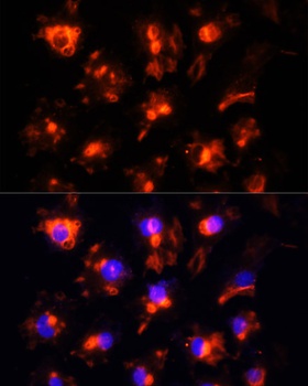 CD31 Antibody