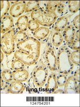 RT25 Antibody
