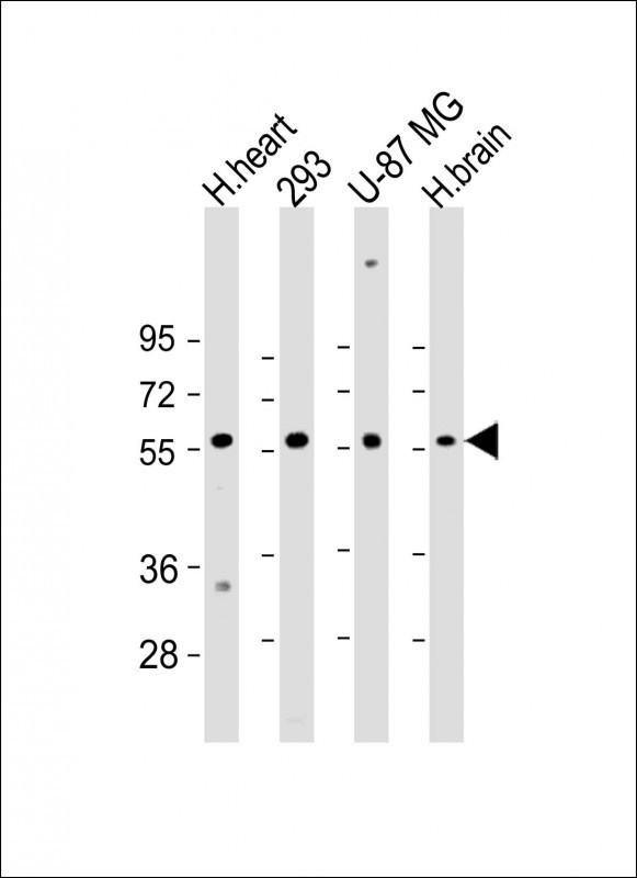 ENTPD2 Antibody