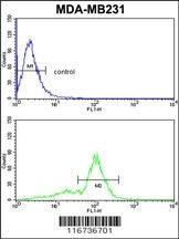 VGFR1 Antibody