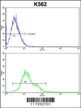 PLCB2 Antibody