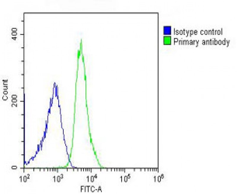 CDC73 Antibody