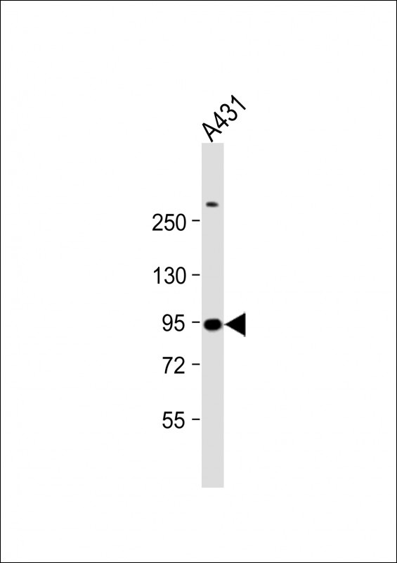 HSPCB Antibody