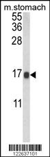 LGALS2 Antibody