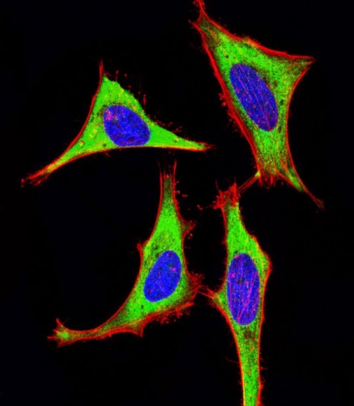 MICA Antibody