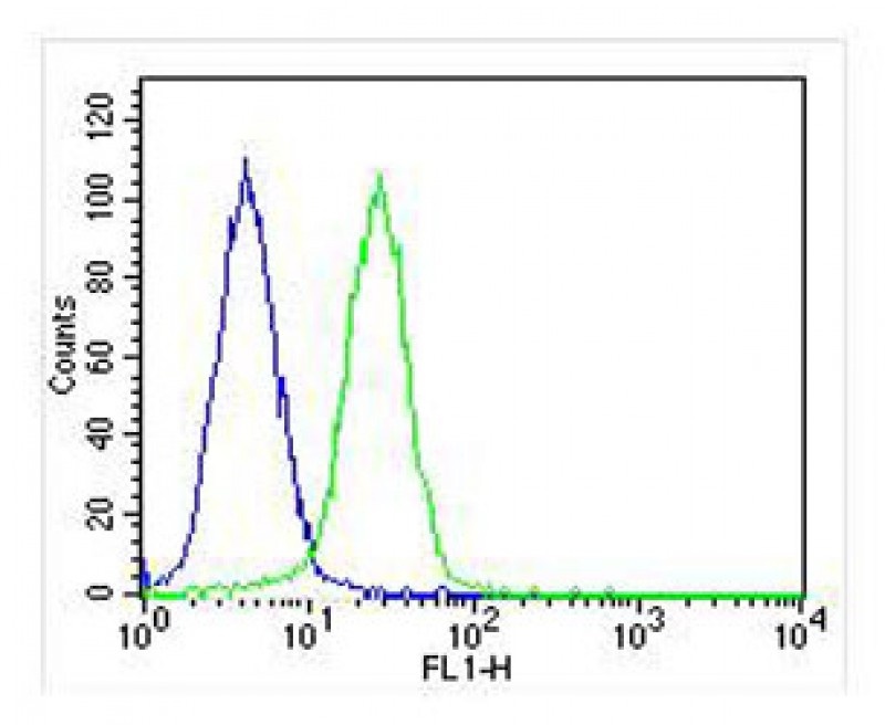 MICA Antibody