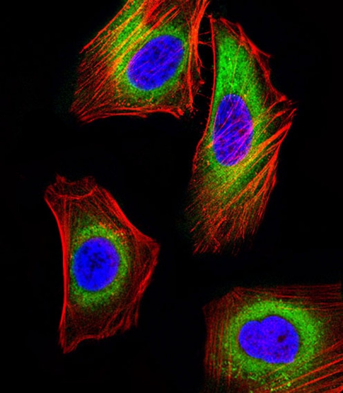 MICA Antibody