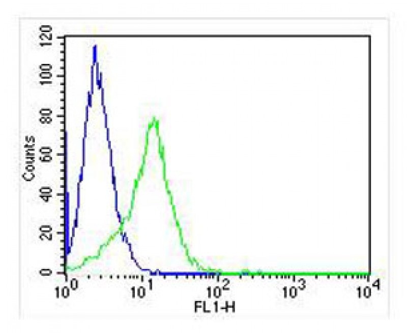 MICA Antibody