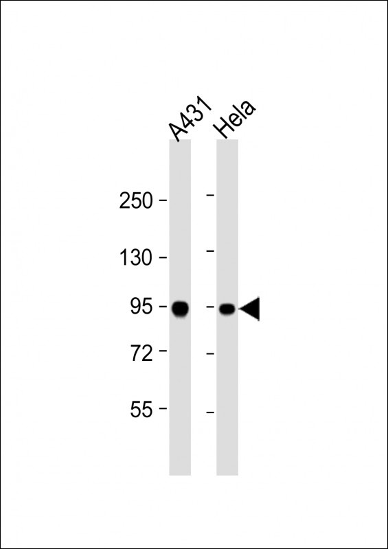 HSPCB Antibody