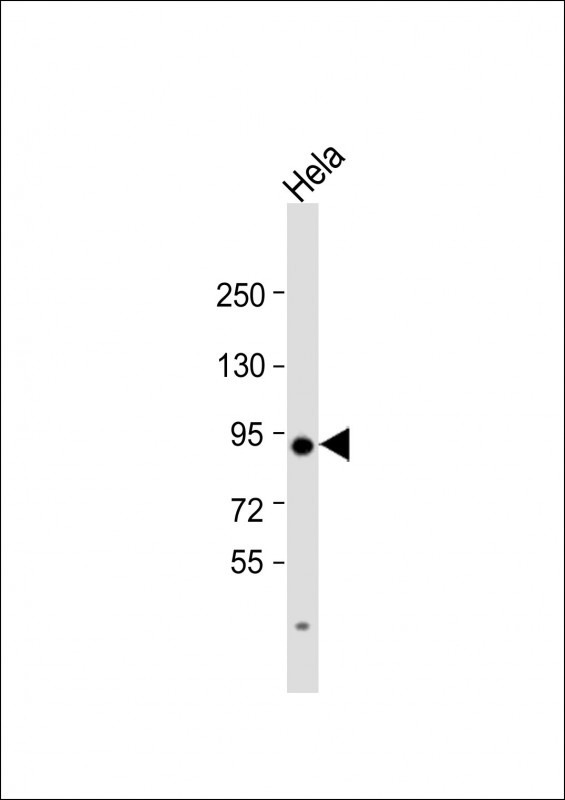 Transglutaminase Antibody