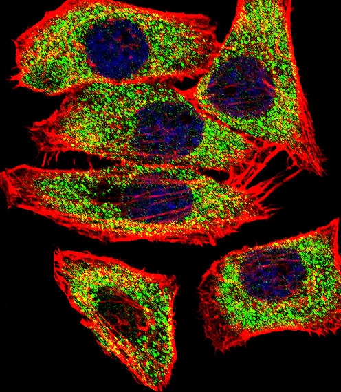 Transglutaminase Antibody