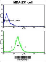ACTN4 Antibody