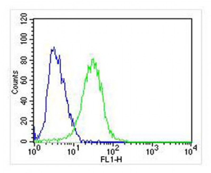 TrkA-pY791 Antibody