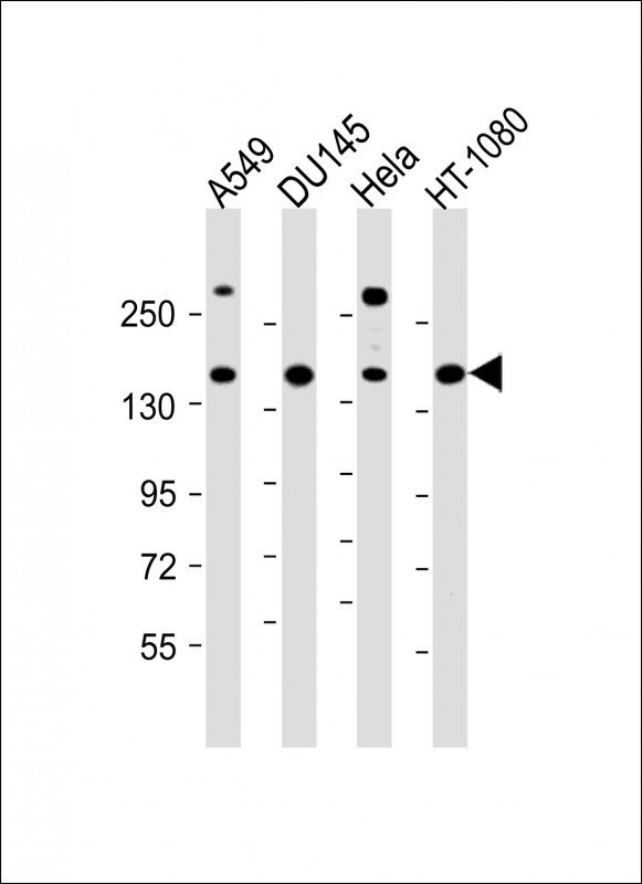 COL4A1 Antibody