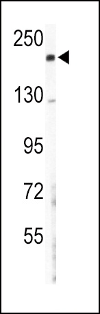 COL5A2 Antibody