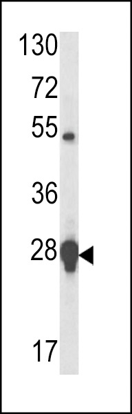 HSP27 Antibody