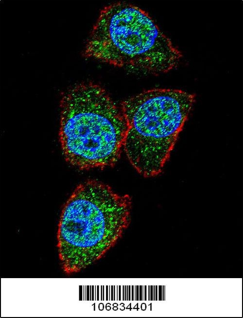 Aurora-A Antibody