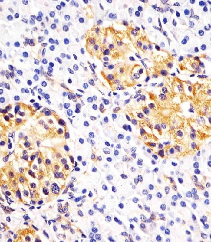 Hsp 60 Antibody
