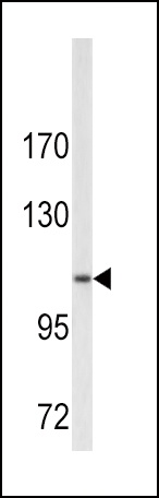COL6A1 Antibody