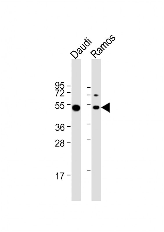 LSP1 Antibody