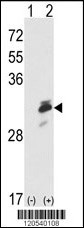 ERP29 Antibody
