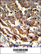 ERP29 Antibody